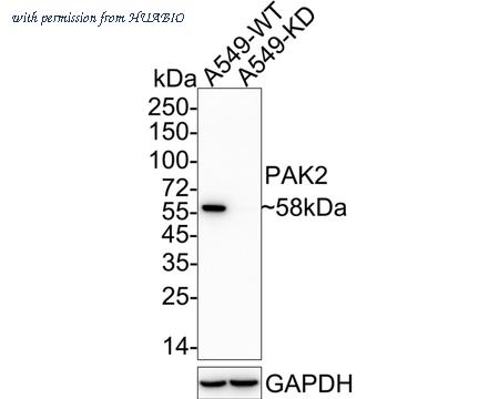 HUABIO ET7107-79 image 2