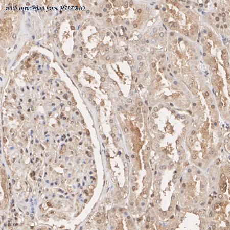 HUABIO ET7107-79 image 3