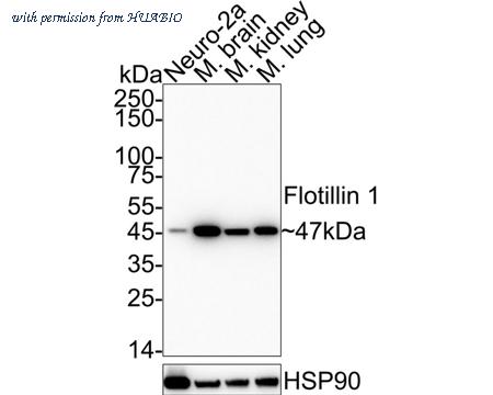 HUABIO ET7107-82 image 1