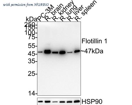 HUABIO ET7107-82 image 2