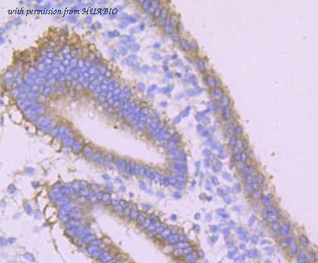 HUABIO ET7107-83 image 3