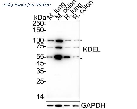 HUABIO ET7107-86 image 3
