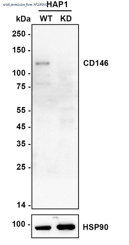 HUABIO ET7107-91 image 2