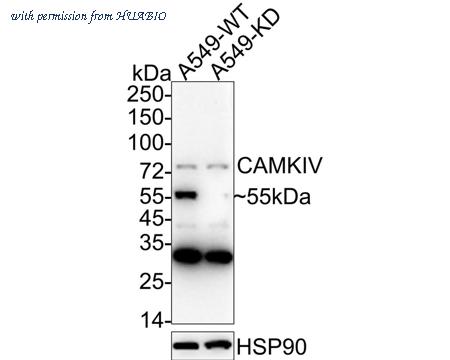 HUABIO ET7107-96 image 2