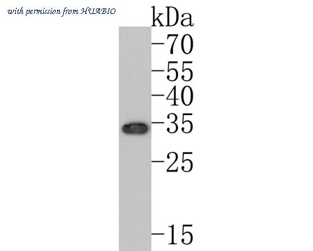HUABIO ET7107-98 image 2
