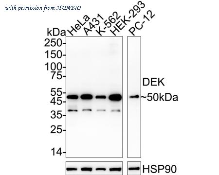 HUABIO ET7107-99 image 1