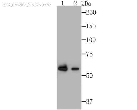 HUABIO ET7108-01 image 2