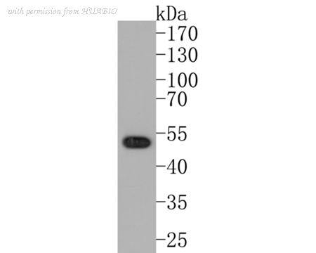 HUABIO ET7108-02 image 1