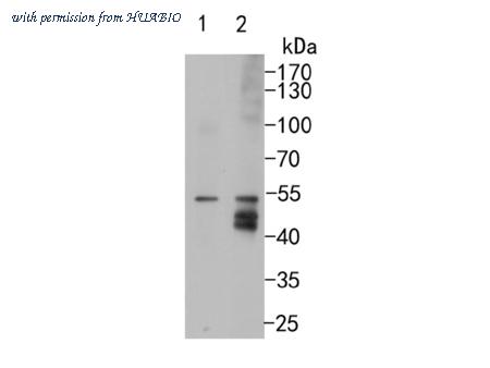 HUABIO ET7108-02 image 2