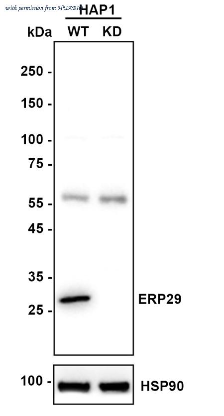 HUABIO ET7108-03 image 1