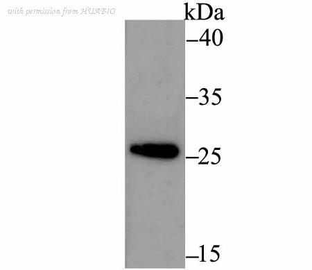HUABIO ET7108-03 image 2