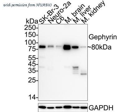 HUABIO ET7108-04 image 1