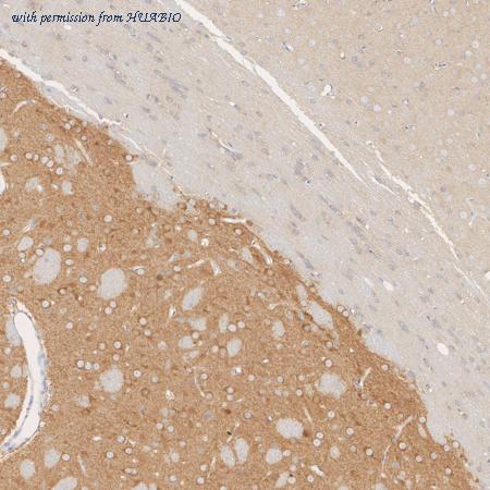 HUABIO ET7108-04 image 3