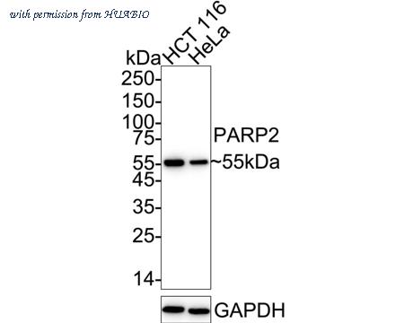 HUABIO ET7108-05 image 1