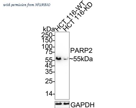 HUABIO ET7108-05 image 2