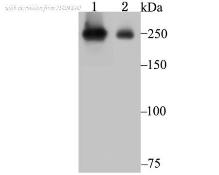 HUABIO ET7108-18 image 1