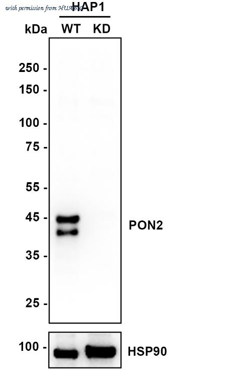 HUABIO ET7108-19 image 1