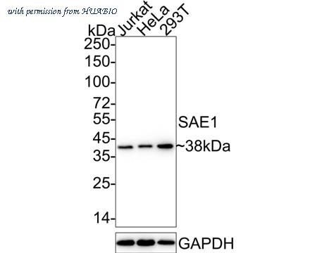 HUABIO ET7108-22 image 1