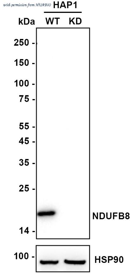 HUABIO ET7108-25 image 2