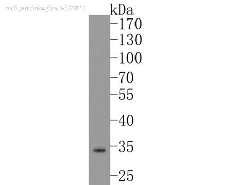 HUABIO ET7108-26 image 2