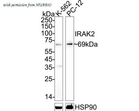 HUABIO ET7108-29 image 1