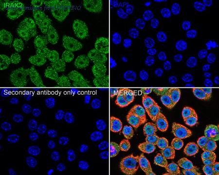 HUABIO ET7108-29 image 3