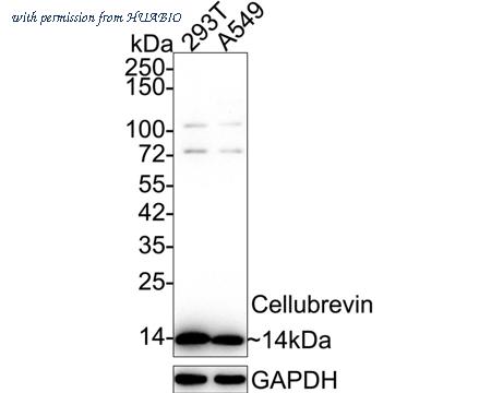 HUABIO ET7108-31 image 1