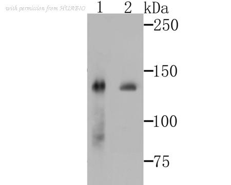 HUABIO ET7108-36 image 1