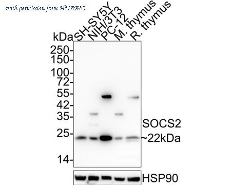 HUABIO ET7108-40 image 1