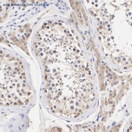 HUABIO ET7108-48 image 2