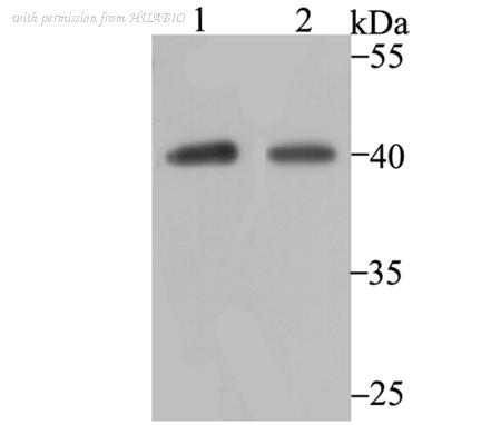 HUABIO ET7108-52 image 1