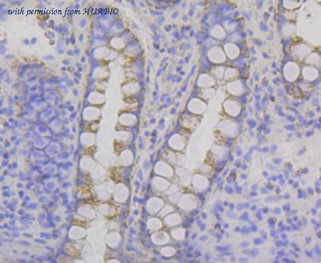 HUABIO ET7108-52 image 3