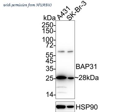 HUABIO ET7108-54 image 1