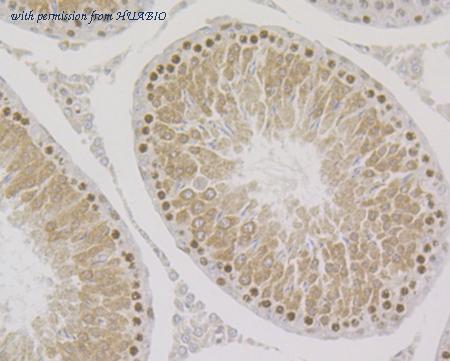 HUABIO ET7108-63 image 2