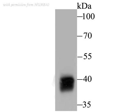 HUABIO ET7108-64 image 1