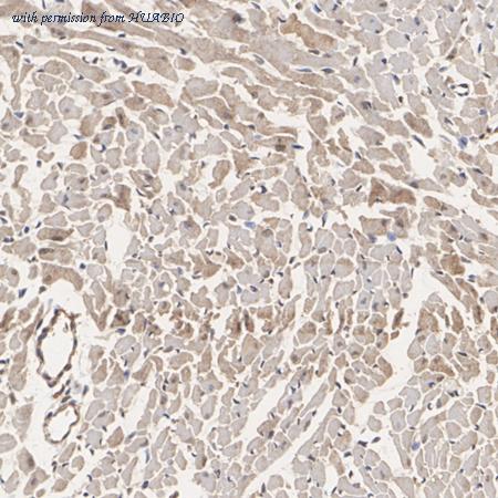 HUABIO ET7108-65 image 3