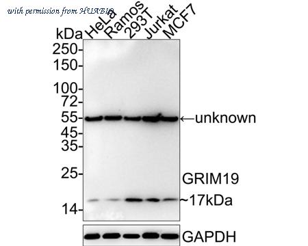 HUABIO ET7108-66 image 1