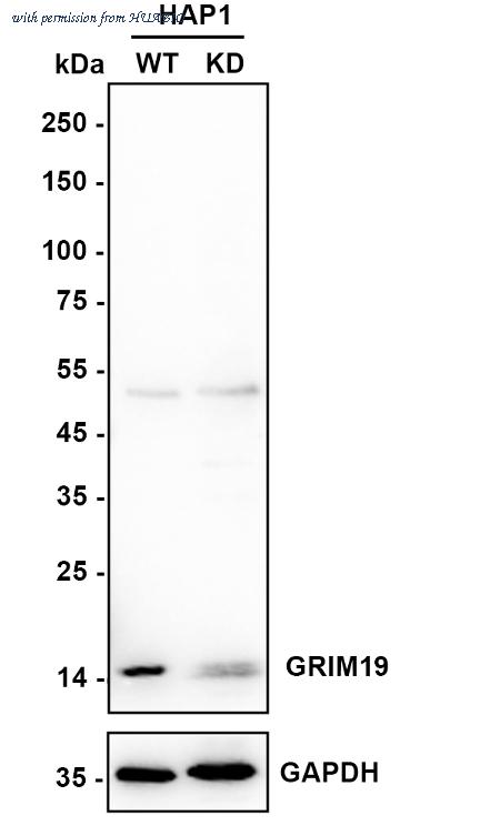 HUABIO ET7108-66 image 2