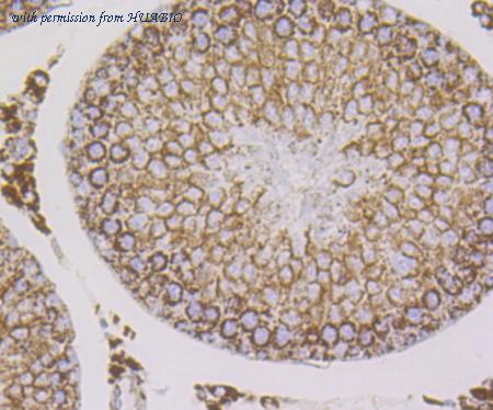 HUABIO ET7108-67 image 2