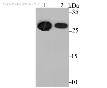 HUABIO ET7108-71 image 1