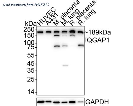 HUABIO ET7108-79 image 1