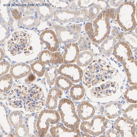 HUABIO ET7108-86 image 3