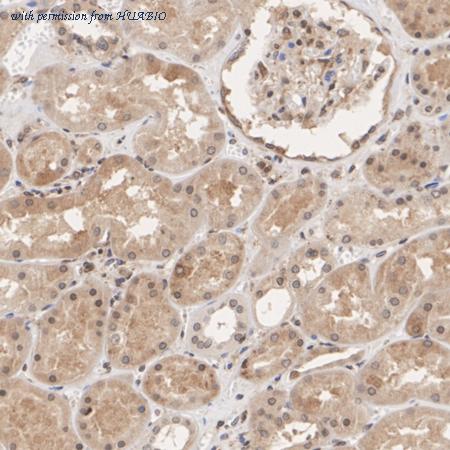 HUABIO ET7108-87 image 2