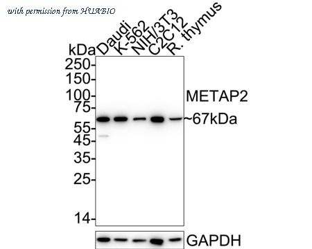 HUABIO ET7108-97 image 1