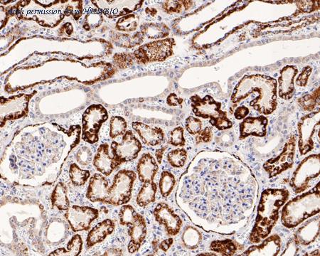 HUABIO ET7108-98 image 3