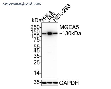 HUABIO ET7109-01 image 1