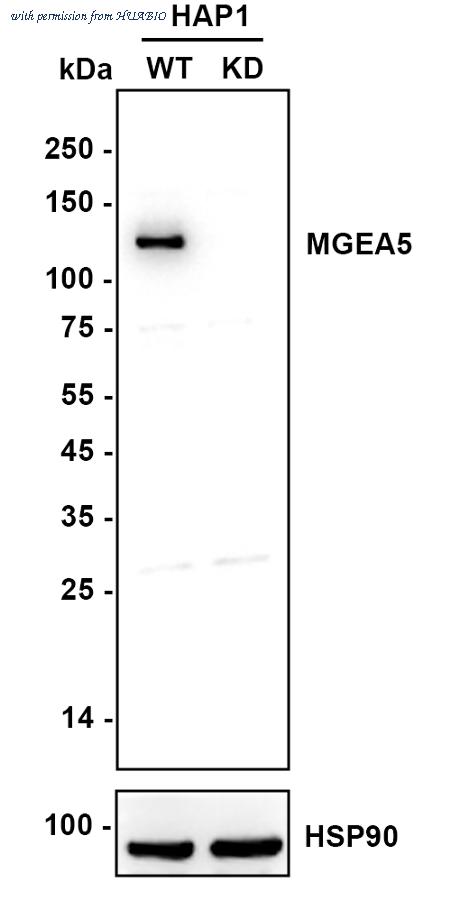 HUABIO ET7109-01 image 2