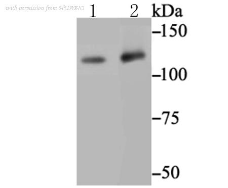 HUABIO ET7109-01 image 3