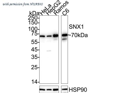 HUABIO ET7109-02 image 1