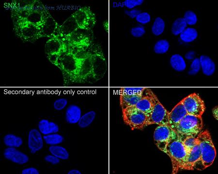 HUABIO ET7109-02 image 2